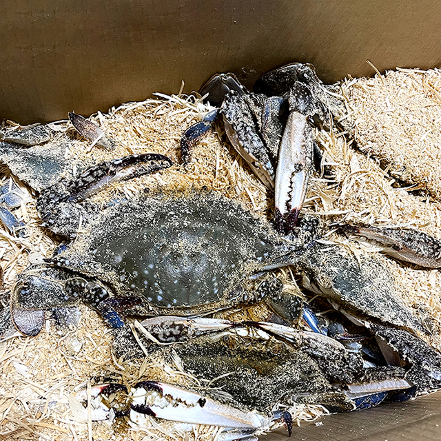 꽉~찬 수율은 덤! 싱싱하게 살아있는 톱밥 꽃게