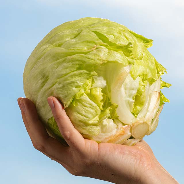 [전청프레시] 극강의 아삭함! 국내산 양상추