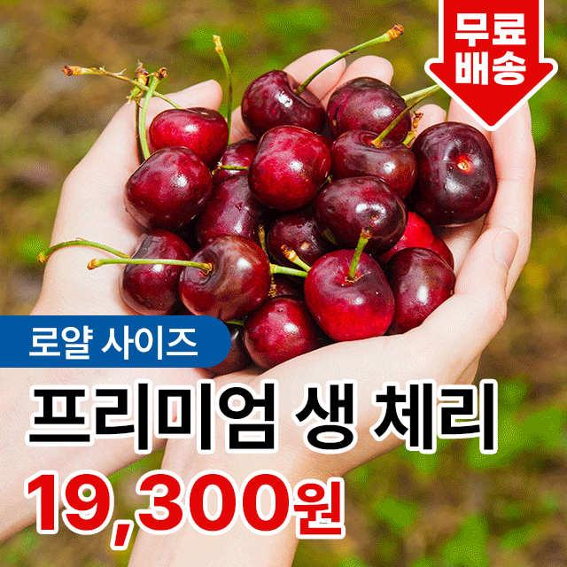 15브릭스 이상 고당도 프리미엄 생 체리 로얄과