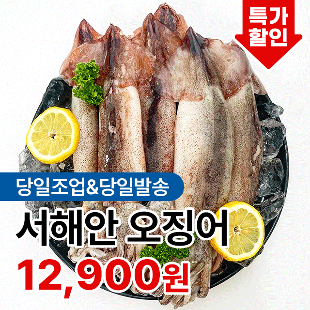 갓 잡은 신선함! 싱싱한 서해안 오징어