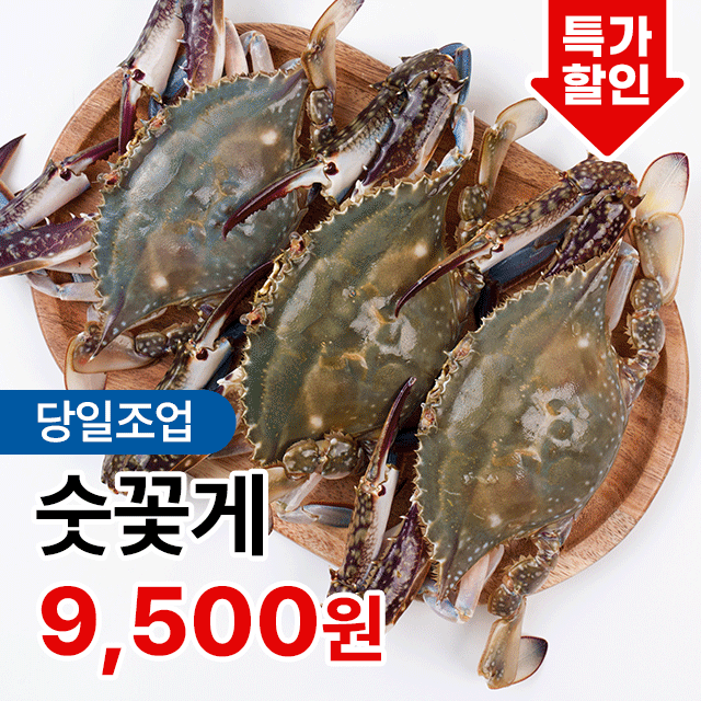 수율보장 속이 꽉 찬 제철 가을 활 숫꽃게